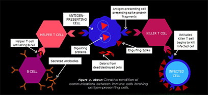 A diagram of cell division Description automatically generated