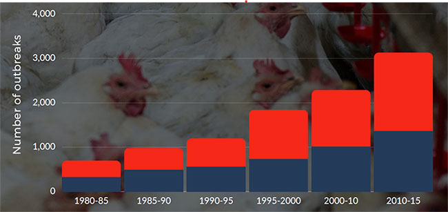 A group of chickens in a pile Description automatically generated