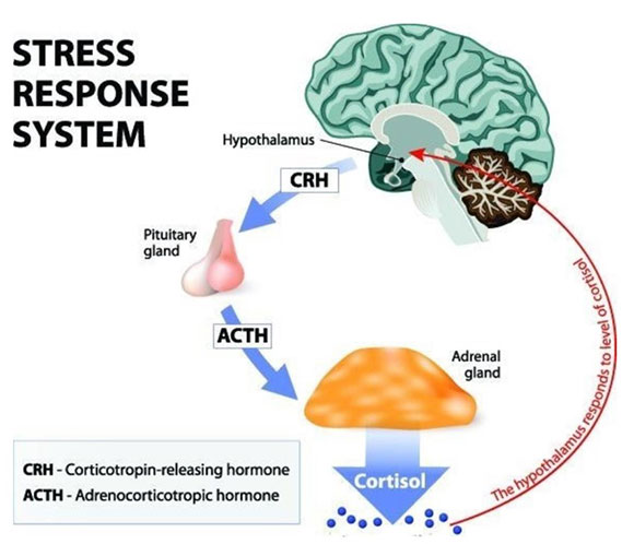 Figure 1. A schematic representation of the HPA 