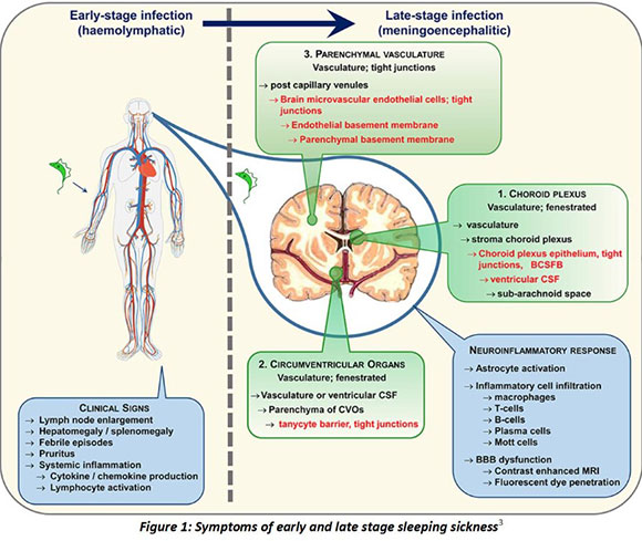 A diagram of a human body Description automatically generated