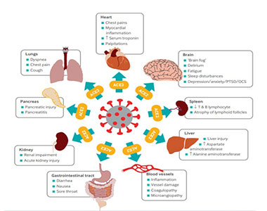 A diagram of the human body Description automatically generated