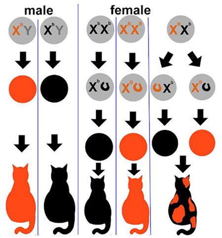 A chart of different types of cats Description automatically generated