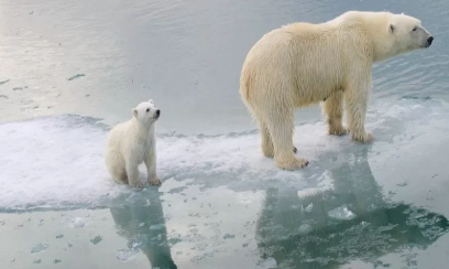 A polar bear and cub on ice Description automatically generated