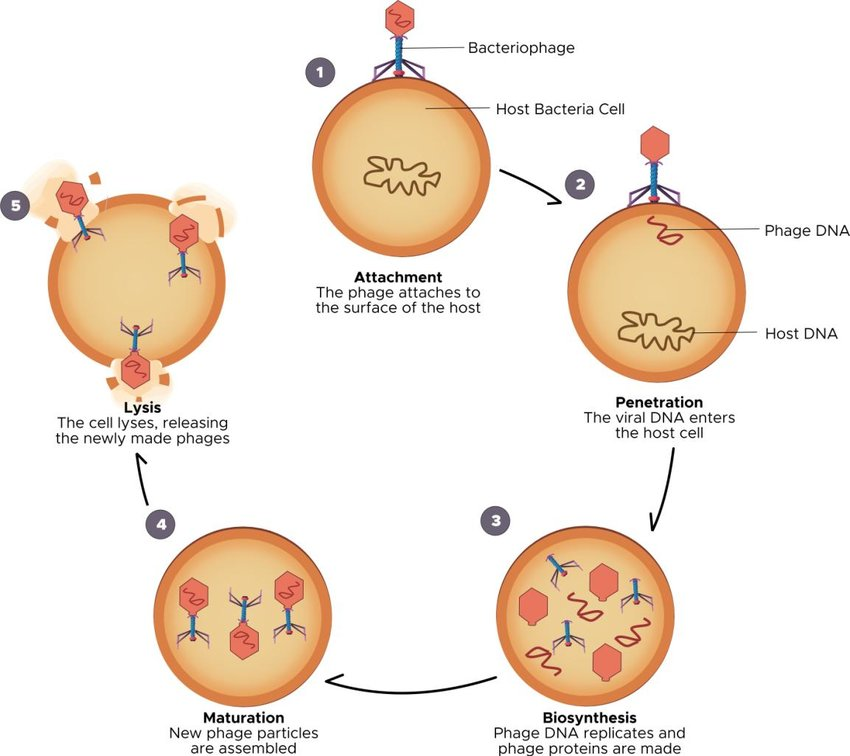 Diagram of a cell life cycle Description automatically generated