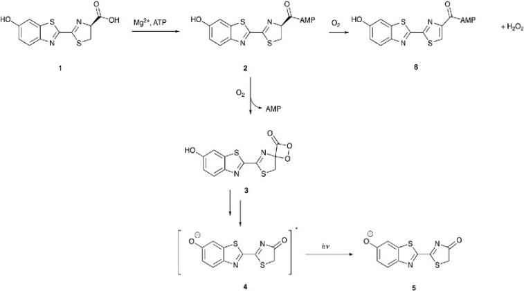 A diagram of chemical formulas Description automatically generated