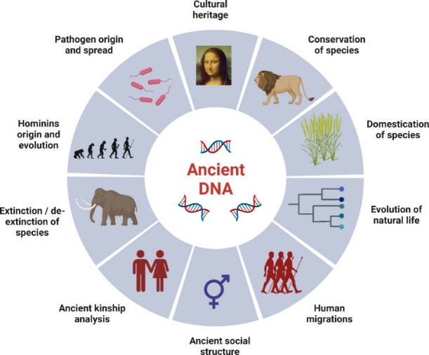 A diagram of the evolution of an ancient dna Description automatically generated