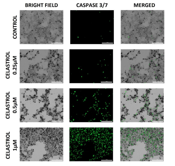 A collage of images of different types of particles Description automatically generated